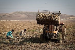برداشت چغندرقند در شوشتر آغاز شد