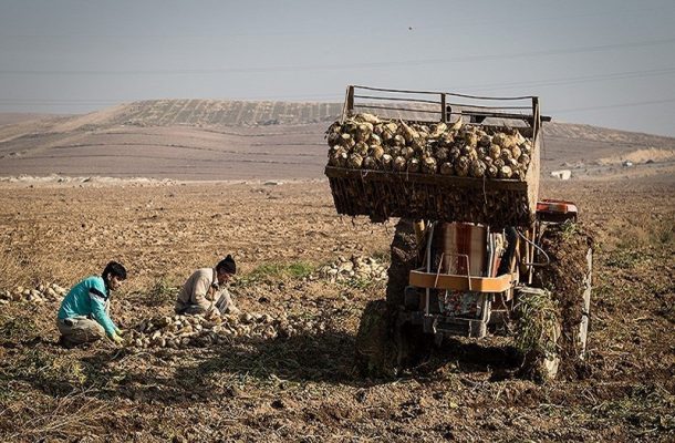 برداشت چغندرقند در شوشتر آغاز شد