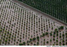 ۳۶۰میلیارد ریال غرامت به کشاورزان سیل زده خوزستانی پرداخت شد