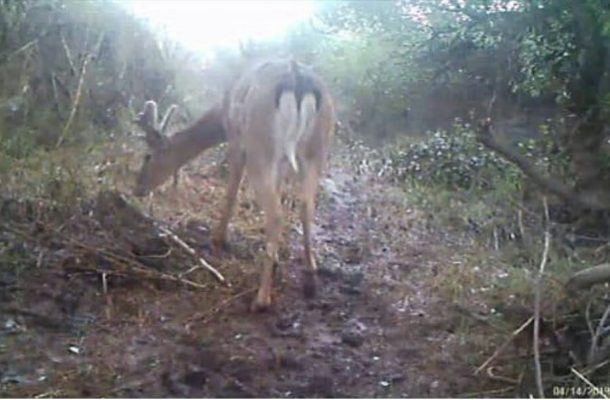 احتمالا همه گوزنهای دزفول زنده هستند احتمالا همه گوزنهای دزفول زنده هستند