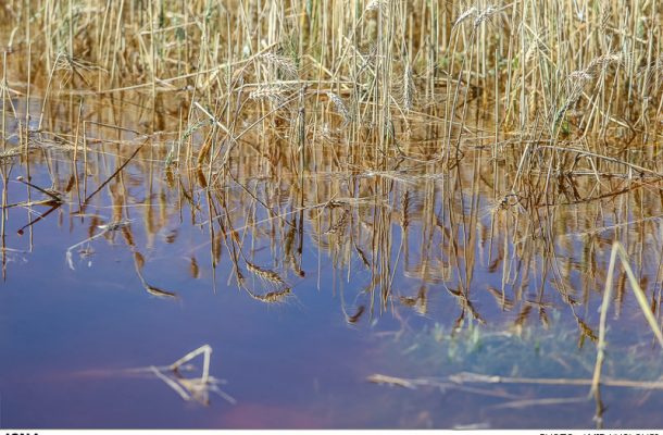 کاهش ۸۰۰ هزار تنی تولید گندم در خوزستان در اثر سیل