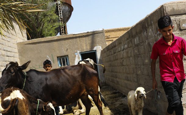 تاکنون بیماری شایعی در دام‌های مناطق سیل‌زده مشاهده نشده است