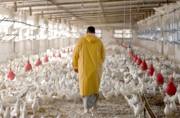 دلالان مرغ خوزستان راهی دادستانی میشوند دلالان مرغ خوزستان راهی دادستانی میشوند