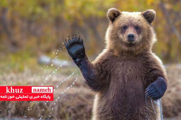 زیستگاه خرسهای قهوهای خوزستان تخریب می شوند زیستگاه خرسهای قهوهای خوزستان تخریب می شوند