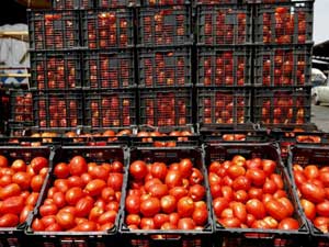 گرانی گوجه فرنگی | قیمت تا ۱۰ برابر افزایش یافته است