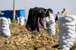 کدام استان‌ها در بهار کرونایی بیکارتر شدند؟