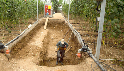 محرومیت گلخانههای خوزستان از معافیت بیمه محرومیت گلخانههای خوزستان از معافیت بیمه