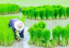 رفع ممنوعیت کشت برنج به شرط مصوبه شورای آب استان