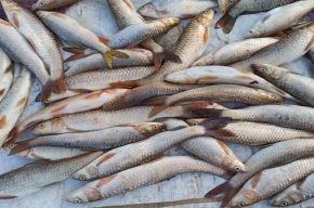 دستگیری صیادان غیرمجاز ماهی در شوشتر