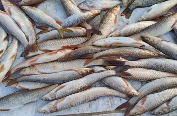 دستگیری صیادان غیرمجاز ماهی در شوشتر