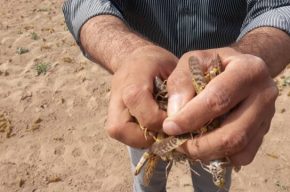 اراضی خوزستان درگیر حمله ملخ‌ها