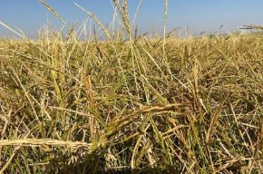 ممنوعیت کشت شلتوک ابلاغ شد