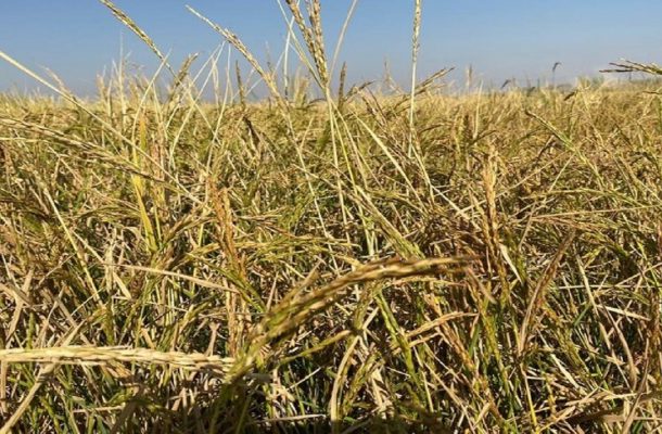 ممنوعیت کشت شلتوک ابلاغ شد