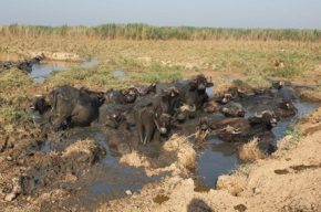 دیگر تالابی به نام «هورالعظیم» وجود ندارد