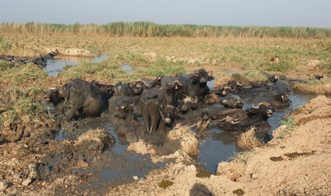دیگر تالابی به نام «هورالعظیم» وجود ندارد