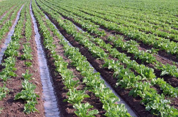 خسارت بارندگی‌های مونسون به بخش کشاورزی و دامپروری خوزستان