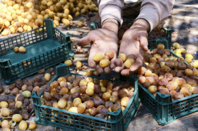 خشکی نخیلات شادگان زیر بار غم سنگین بی آبی خشکی نخیلات شادگان زیر بار غم سنگین بی آبی