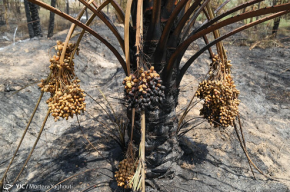 دلالان “خرما” را به قیمت “کاه” می‌خرند