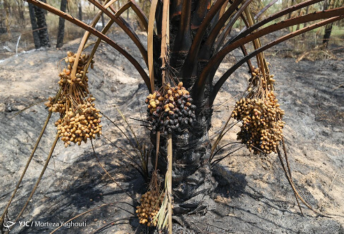 دلالان “خرما” را به قیمت “کاه” می‌خرند