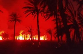 هزار نخل خرمای اروندکنار در آتش سوخت