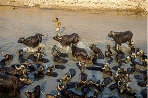 سه سناریو برای نجات دام‌ها در بحران خشکسالی خوزستان