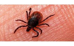 تنها فوتی تب کریمه کونگو ایران یک زن باردار شادگانی بوده است