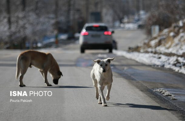 سگ هار کودک ۶ ساله دزفولی را از پا درآورد