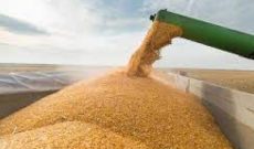 ۴۳۲ هزارتن گندم مازاد در خوزستان خریداری شد