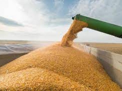 ۴۳۲ هزارتن گندم مازاد در خوزستان خریداری شد