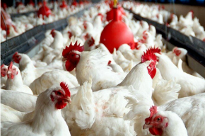 سه زنجیره تولید مرغ در دزفول راه‌اندازی شد