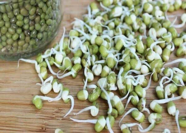 آغاز برداشت مکانیزه محصول ماش در شهرستان دزفول