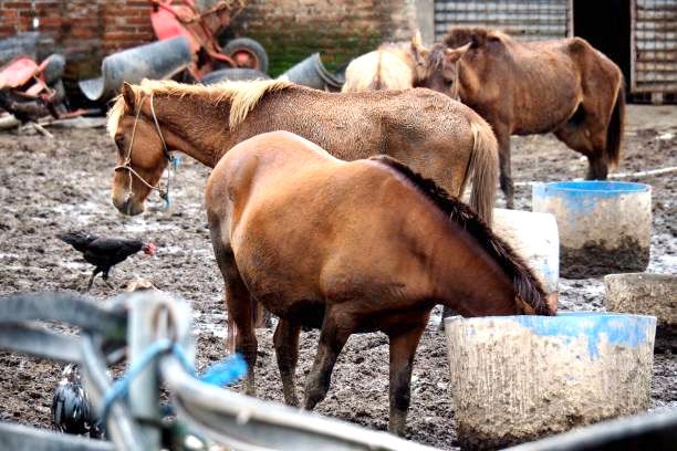 کشف هزار و پانصد کیلو «گوشت اسب» از بزرگ‌ترین تأمین‌کننده گوشت خوزستان