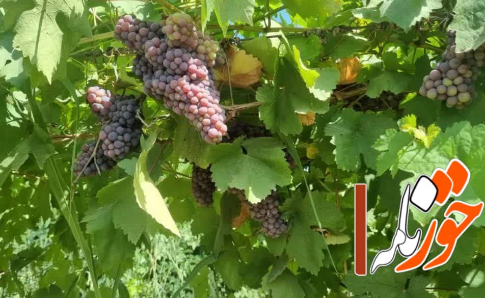 برداشت انگور نوبرانه از تاکستان‌های گتوند